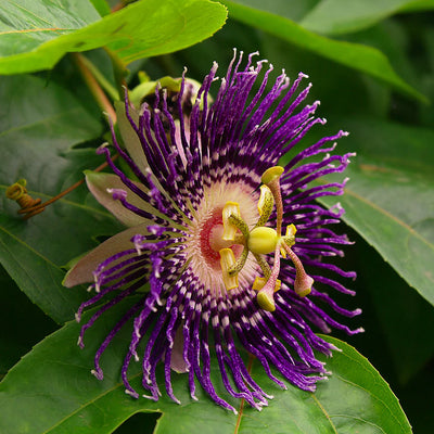 Passiflora Extract